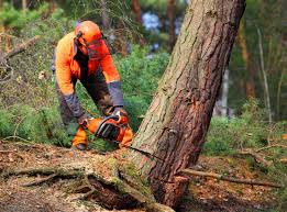 Best Tree Mulching  in Citrus Park, FL