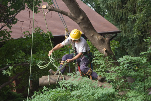 How Our Tree Care Process Works  in  Citrus Park, FL