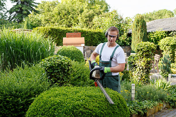 Lawn Maintenance Plans in Citrus Park, FL