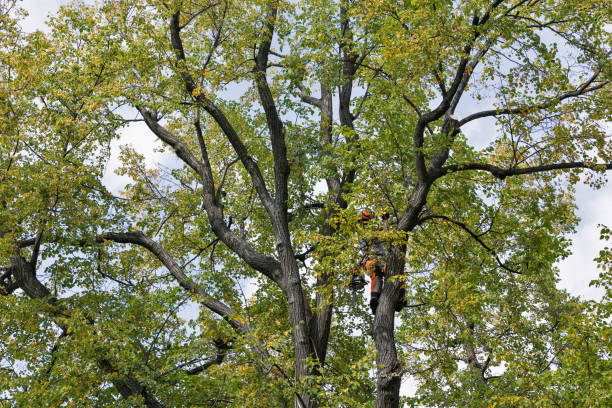 Trusted Citrus Park, FL Tree Services Experts